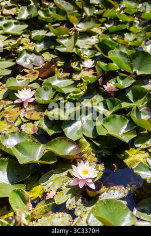 Rosafarbene Seerosen, die auf einem sonnigen Teich schwimmen Stockfoto