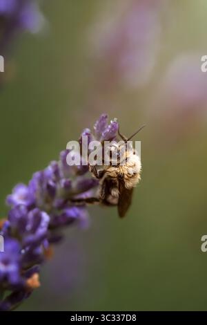 Feuchte Hummel, die auf einer Lavendelblüte liegt Stockfoto