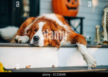 Ein großer Hund liegt auf der Veranda neben Halloween-Deko Stockfoto