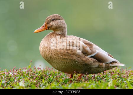 Eine ungewöhnliche leuzistische weibliche Stockentenente mit einzigartigen Koloraten Stockfoto