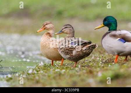 Eine übliche leuzistische weibliche Stockenten-Ente mit einer männlichen und weiblichen Mutter Stockfoto