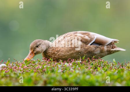 Eine seltene leuzistische weibliche Stockenten-Entenfütterung Stockfoto