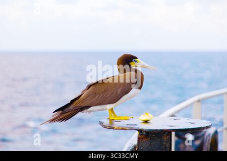 Porträt eines braunen Booby Vogels (Sula leucogaster), der auf einem Schiff im Ozean sitzt, Nahaufnahme. Stockfoto