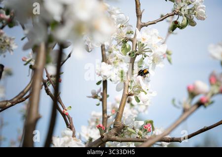 Eine Hummel, die Nektar aus den Blüten eines Everest-Apfelbaums sammelt. Frühlingsatmosphäre, Erwachen der Natur und ein Moment der Harmonie. Stockfoto