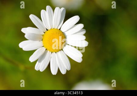 Oxeye Gänseblümchen ; Leucanthemum vulgare Stockfoto