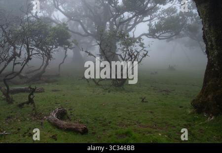 Lorbeerbäume wachsen in einem nebeligen fanal-Wald auf madeira, portugal Stockfoto
