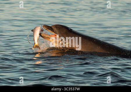 Ein großer Delfin (Tursiops truncatus) mit einem gerade gefangenen Lachs bei Sonnenuntergang, Chanonry Point, Schottland. Stockfoto