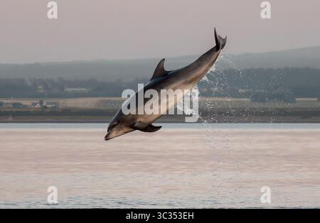 Großer Delfin (Tursiops truncatus), der bei Sonnenuntergang hoch aus dem Wasser bricht, Chanonry Point, Schottland. Stockfoto