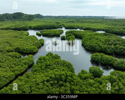 Blick aus der Vogelperspektive auf grüne Mangrovenwälder, die die Landschaft bedecken, durchsetzt von dunklen Wasserstraßen unter einem weichen, bedeckten Himmel, Siargao Island, Caraga, Philippinen. Stockfoto