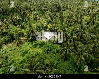Aus der Vogelperspektive auf ein einsames Haus inmitten eines dichten, lebendigen grünen Kokospalmenwaldes, Siargao Island, Caraga, Philippinen. Stockfoto