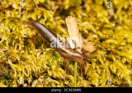Baumschnecke (Lehmannia marginata) krabbelnd auf grünem Moos, Landschnecke fotografiert in Les Bordes, Frankreich. Stockfoto