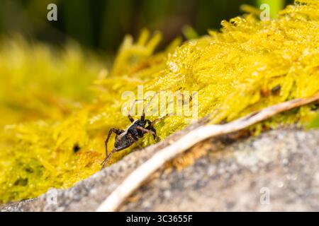 Wolfsspinne (Xerolycosa nemoralis) auf gelbem Moos, Nahaufnahme naturalistischer Blick, Les Bordes, Frankreich. Stockfoto