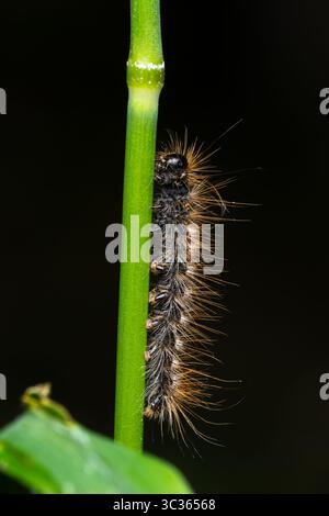 Braunschwanzmotten-raupe (Euproctis chrysorrhoea) auf einem Grasstamm, Nahaufnahme, Les Bordes, Frankreich. Stockfoto