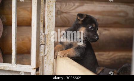 Osteuropäischer Schäferhund Hündchen. Eine Nahmündung eines osteuropäischen Schäferhundes kippt überraschend den Kopf und dreht ihn um. Lustiger Welpe von einem Hirten Stockfoto