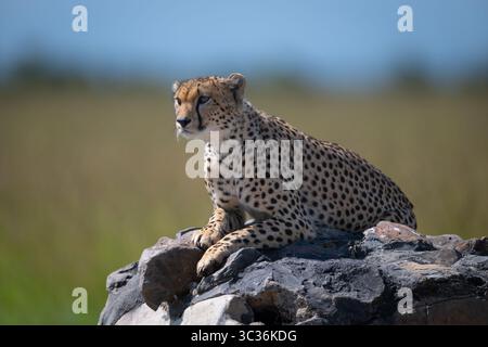 Männlicher Gepard liegt beim Scannen der Ebenen auf dem Marker Stockfoto