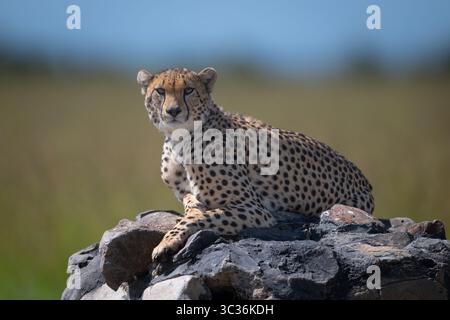 Der männliche Gepard liegt vor der Kamera auf dem Marker Stockfoto
