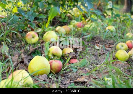 Reife Gefallene Äpfel Auf Dem Boden, Gesunde Früchte Auf Der Platte, Ernte Im Sommer Oder Herbst, Landwirtschaft Farm, Garten Stockfoto