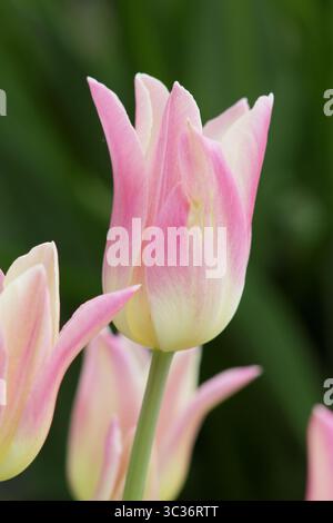 Tulipa elegante Lady Tulpenblüten, spitz cremige rosa Blüten, die im späten Frühling blühen. UK Stockfoto
