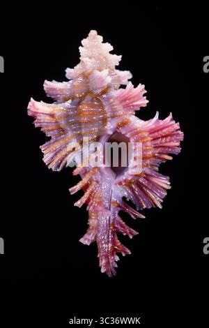 26. Februar 2021: Geriffelte Murex, Chicoreus laqueatus, eine räuberische Meeresschnecke, die von Japan nach Hawaii gefunden wurde (Credit Image: © Jon G. Fuller/VW Pics via ZUMA Wire) Stockfoto