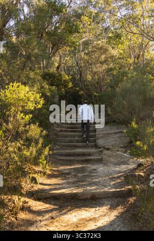 Eine Person wandert eine Treppe in einem Wald hinauf. Die Person trägt eine weiße Jacke und eine dunkle Hose. Die Treppen sind aus Holz und Stein und die Stockfoto
