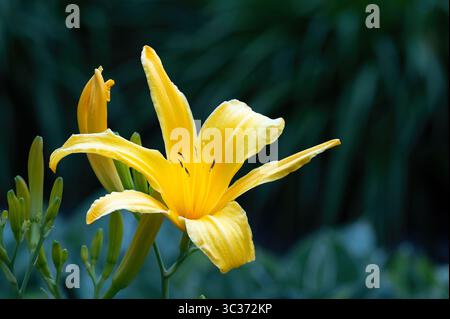 Nahaufnahme einer gelben Lilienblüte vor dunkelgrünem Hintergrund Stockfoto
