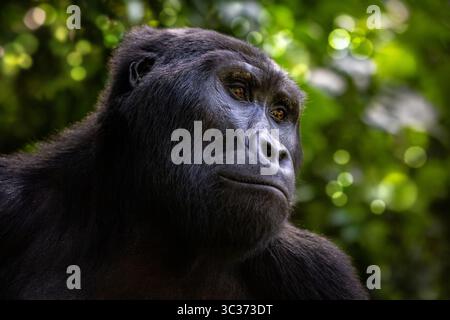 Erwachsener männlicher Berggorilla, Gorilla beringei beringei, auf einer sonnendurchfluteten Rodung in Bwindi Unpenetrable Forest, Uganda. Stockfoto