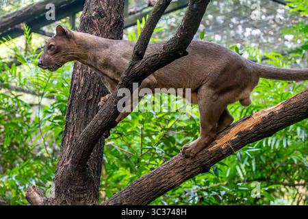 Die Fossa (Cryptoprocta ferox) liegt auf dem Baum. Ein katzenartiger, der größte Fleischfresser auf der Insel Madagaskar. Stockfoto