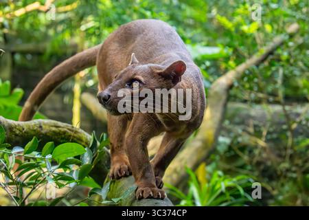 Die Fossa (Cryptoprocta ferox) liegt auf dem Baum. Ein katzenartiger, der größte Fleischfresser auf der Insel Madagaskar. Stockfoto
