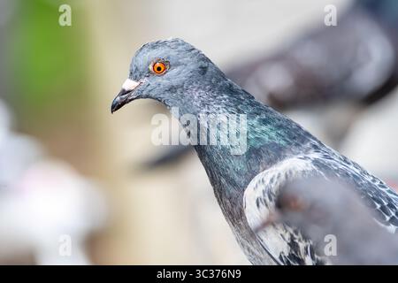 Wildtauben (Columba livia var. Domestica), die auf dem Gehweg interagieren, häufige Stadtvögel der Familie der Columbidae. Stockfoto