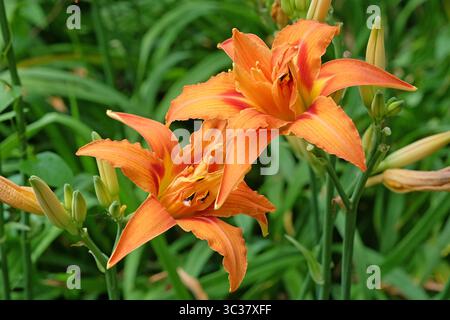 Orange Doppel Hemerocallis fulva Taglilie „Kwanso“ in Blüte. Stockfoto