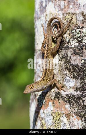 21. Januar 2018, Hawaii, USA: Die Brown Anole (Anolis sagrei), auch bekannt als Bahaman Anole auf Kauai, Hawaii. Sie ist auf Kuba und den Bahamas beheimatet, wurde aber auch anderswo weit verbreitet. Es ist eine invasive Art auf Hawaii. (Kreditbild: © Jon G. Fuller/VW Pics via ZUMA Wire) Stockfoto