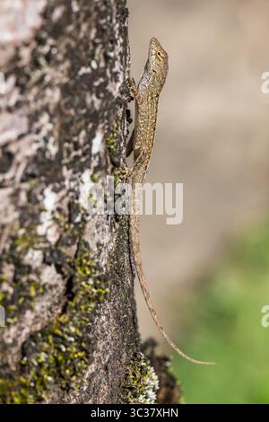 21. Januar 2018, Hawaii, USA: Die Brown Anole (Anolis sagrei), auch bekannt als Bahaman Anole auf Kauai, Hawaii. Sie ist auf Kuba und den Bahamas beheimatet, wurde aber auch anderswo weit verbreitet. Es ist eine invasive Art auf Hawaii. (Kreditbild: © Jon G. Fuller/VW Pics via ZUMA Wire) Stockfoto