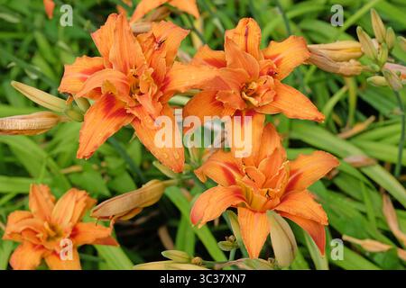 Orange Doppel Hemerocallis fulva Taglilie „Kwanso“ in Blüte. Stockfoto