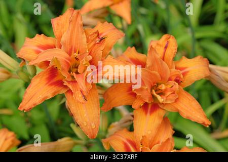Orange Doppel Hemerocallis fulva Taglilie „Kwanso“ in Blüte. Stockfoto