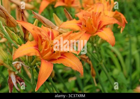 Orange Doppel Hemerocallis fulva Taglilie „Kwanso“ in Blüte. Stockfoto
