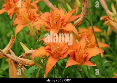 Orange Doppel Hemerocallis fulva Taglilie „Kwanso“ in Blüte. Stockfoto