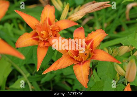 Orange Doppel Hemerocallis fulva Taglilie „Kwanso“ in Blüte. Stockfoto