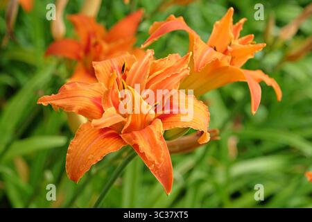 Orange Doppel Hemerocallis fulva Taglilie „Kwanso“ in Blüte. Stockfoto