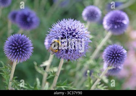 Eine Hummel saß auf Echinops Ritro, Globendistel „Veitch's Blue“ in Blüte. Stockfoto