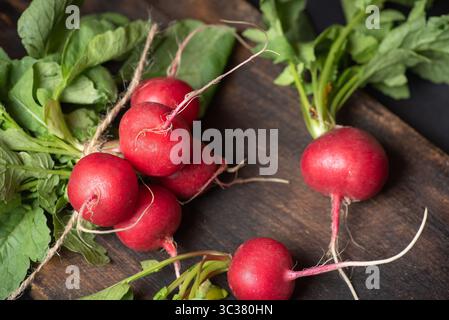 Zwei wunderschön angeordnete Bündel frischer roter Radieschen mit ihren grünen Blättern, die gut sichtbar sind, um die Essenz von Bio-Produkten auf einem bl festzuhalten Stockfoto