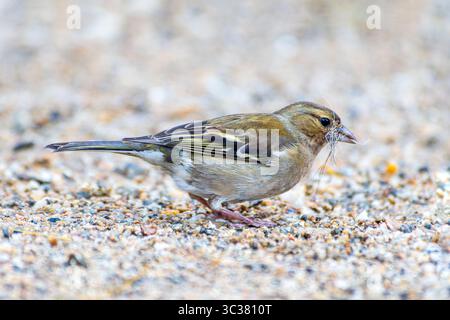 Fringilla coelebs (weibliche Kaffinchen) sammelt Nistmaterial, Saint-Pourcain-sur-Besbre, Frankreich. Stockfoto