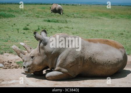 Nashörner auf sonnendurchfluteter afrikanischer Savanne, klarer blauer Himmel, zweites Nashorn im Hintergrund – Tierwelt, Naturschutz, Naturreisen. Stockfoto
