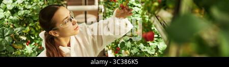 Kopf der jungen kaukasischen Frau, die reife Erdbeeren im Gewächshaus inspiziert, Schutzbrille und Laborkittel trägt, sorgfältig Pflanzen untersucht, die von üppigem Grün umgeben sind Stockfoto