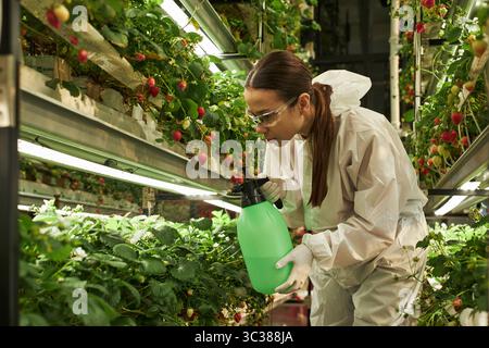 Junge kaukasische Frau mit Schutzanzug und Handschuhen, die Erdbeerpflanzen in einer vertikalen Indoor-Farm pflegt, grüne Sprühflasche hält und Blätter unter künstlicher Beleuchtung genau inspiziert Stockfoto