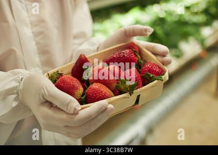 Hände einer jungen Frau mit Schutzhandschuhen, die einen mit frischen Erdbeeren gefüllten Holzkorb in Gewächshäusern oder vertikalen Bauernhöfen in der Stadt hält, Hintergrund mit verschwommenen grünen Pflanzen Stockfoto