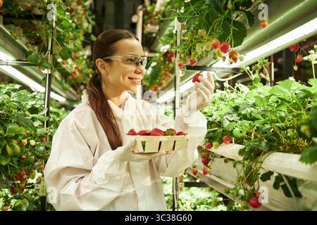 Junge Erwachsene asiatische Frau mit Schutzbrille und Handschuhen, die Erdbeeren in einer vertikalen Innenfarm erntet, Behälter mit frischen Erdbeeren hält und reife Früchte inspiziert Stockfoto