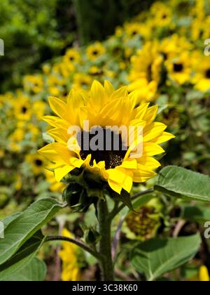 Makro einer Sonnenblume in all ihrer Blüte, mit einem großen Sonnenblumenfeld im Hintergrund. Stockfoto