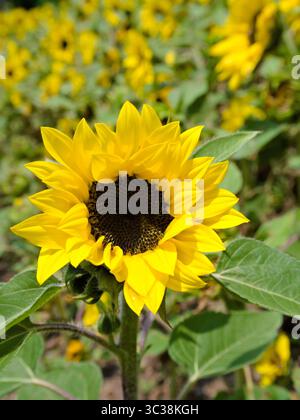 Nahaufnahme einer blühenden Sonnenblume, während der Rest des Sonnenblumenfeldes an einem sonnigen Tag im Hintergrund verschwimmt. Stockfoto