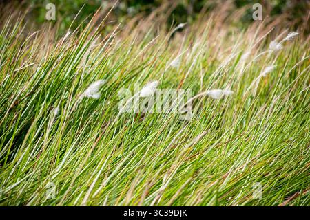 Ein Blick auf ein großes Feuchtgebiet mit Gras, mit gemeinem Schilf, das im Wind schwingt, in Orlando, Florida. Stockfoto