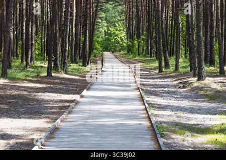 Gerader Weg Durch Den Sunny Pine Forest Stockfoto